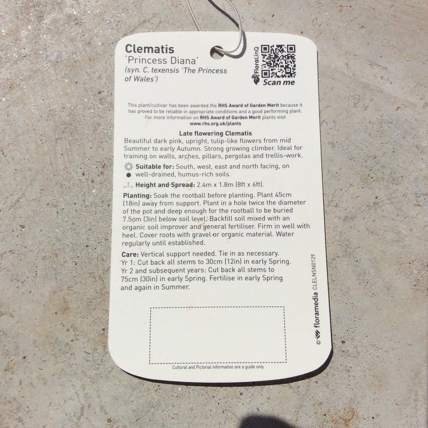 Clematis texensis Princess Diana