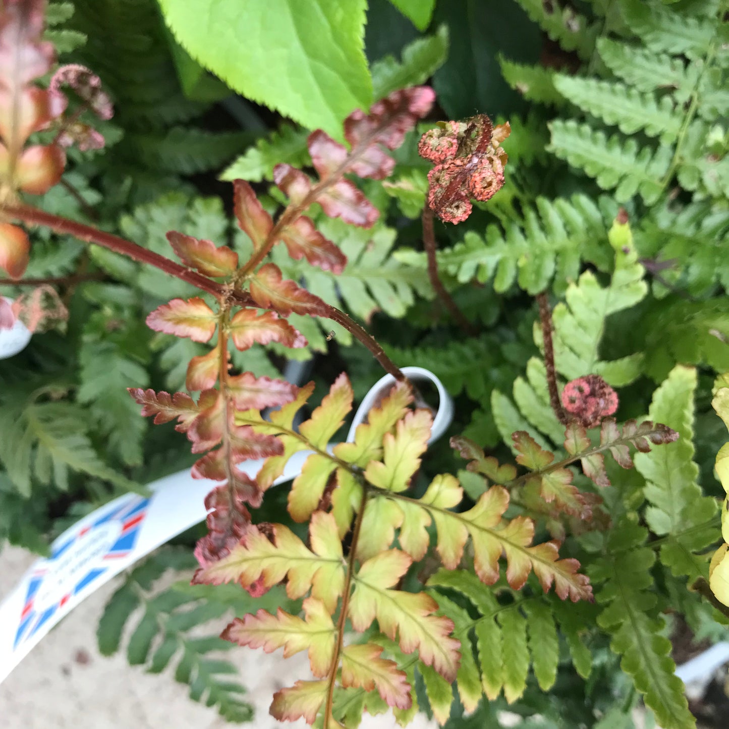 Fern - mixed ferns 2/3L