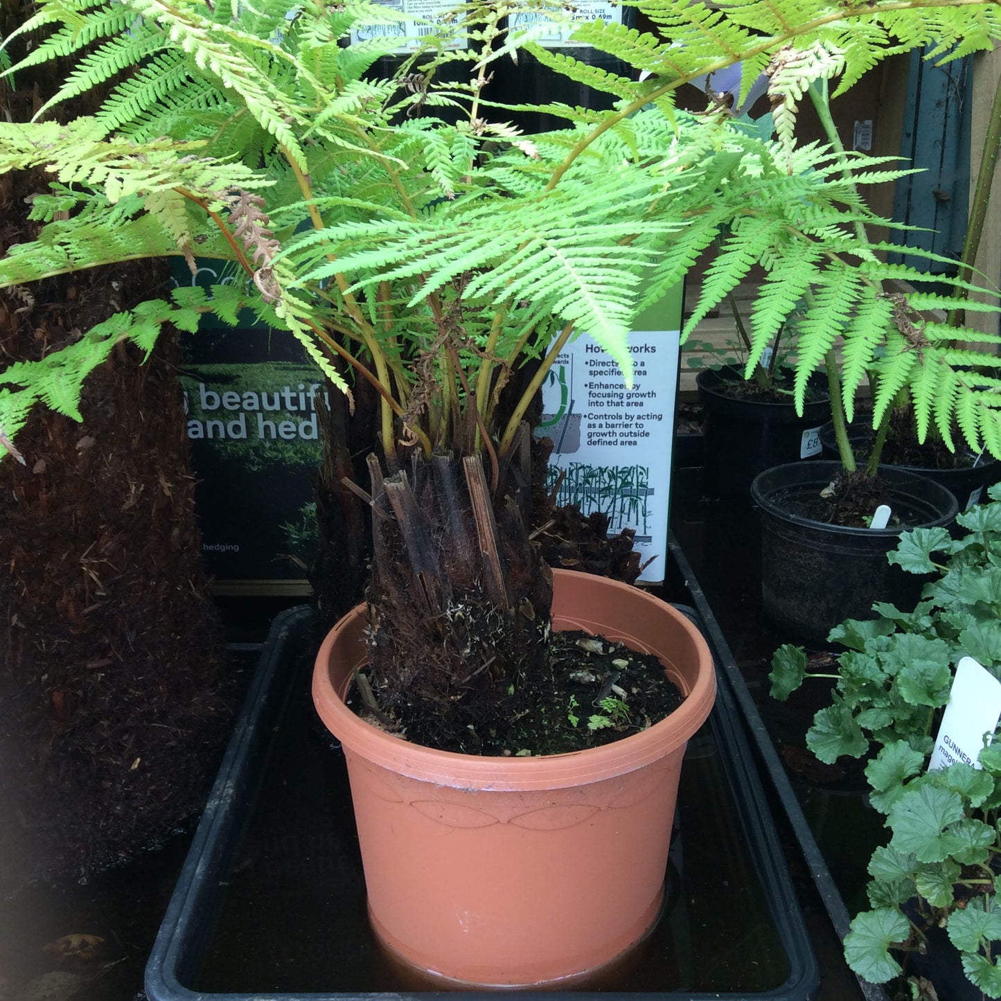 Tree Fern - Dickensonia antarctica
