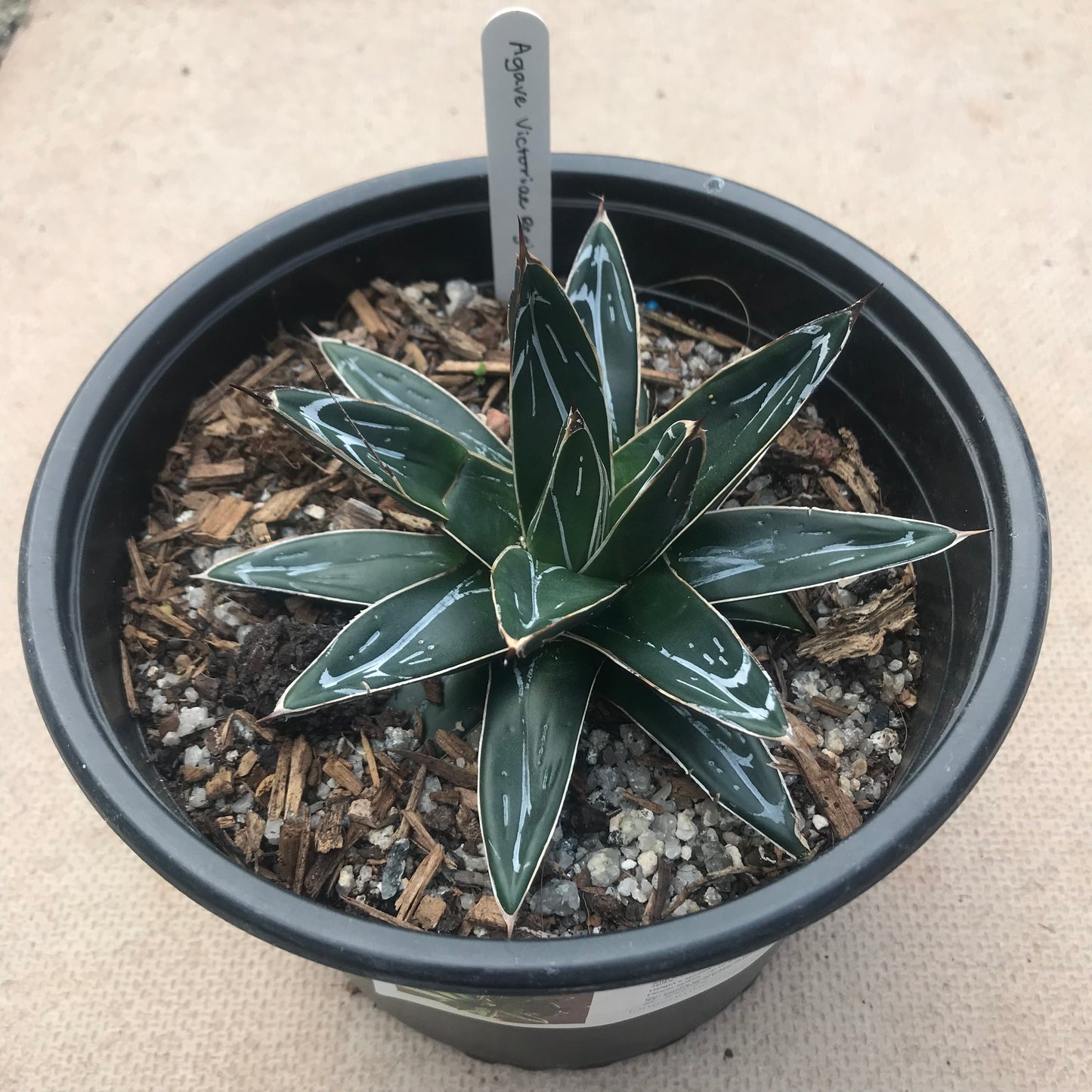 Agave victoriae reginae - rare agave