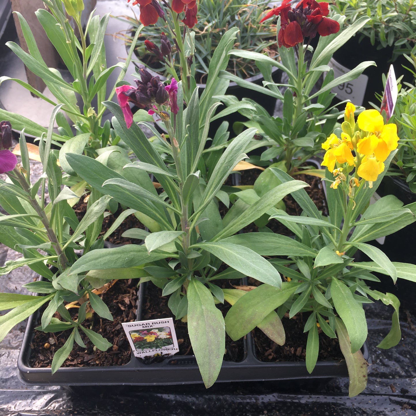 Wallflower F1 Mix (Autumn/Spring Flowering) 6 pack