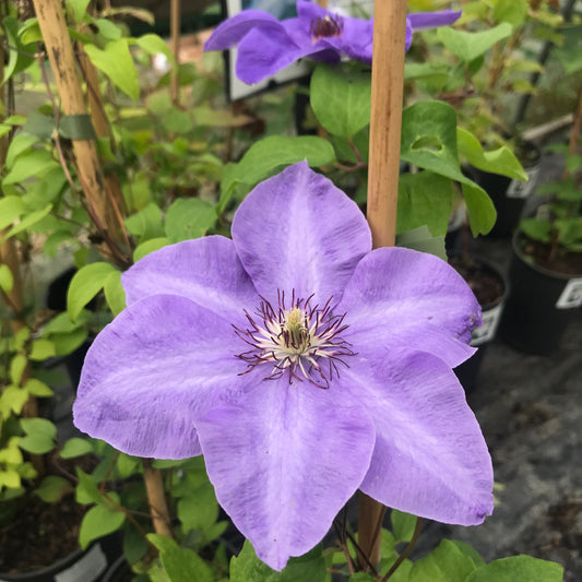 Clematis Elsa Spath 3L