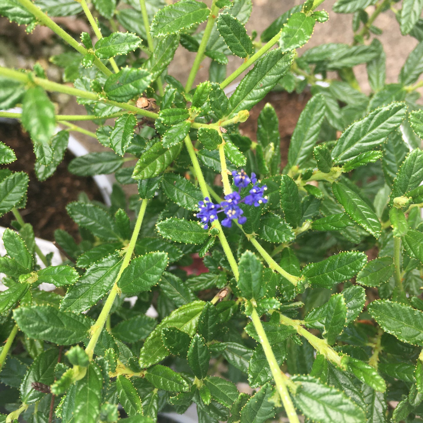 Ceanothus Concha 2/3L