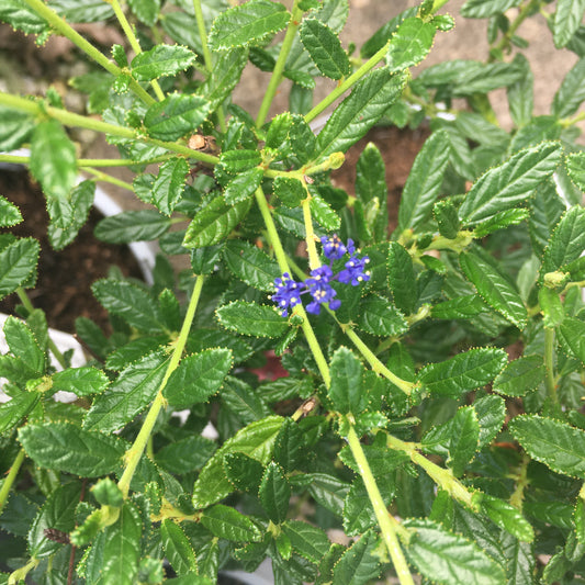 Ceanothus Concha 2/3L