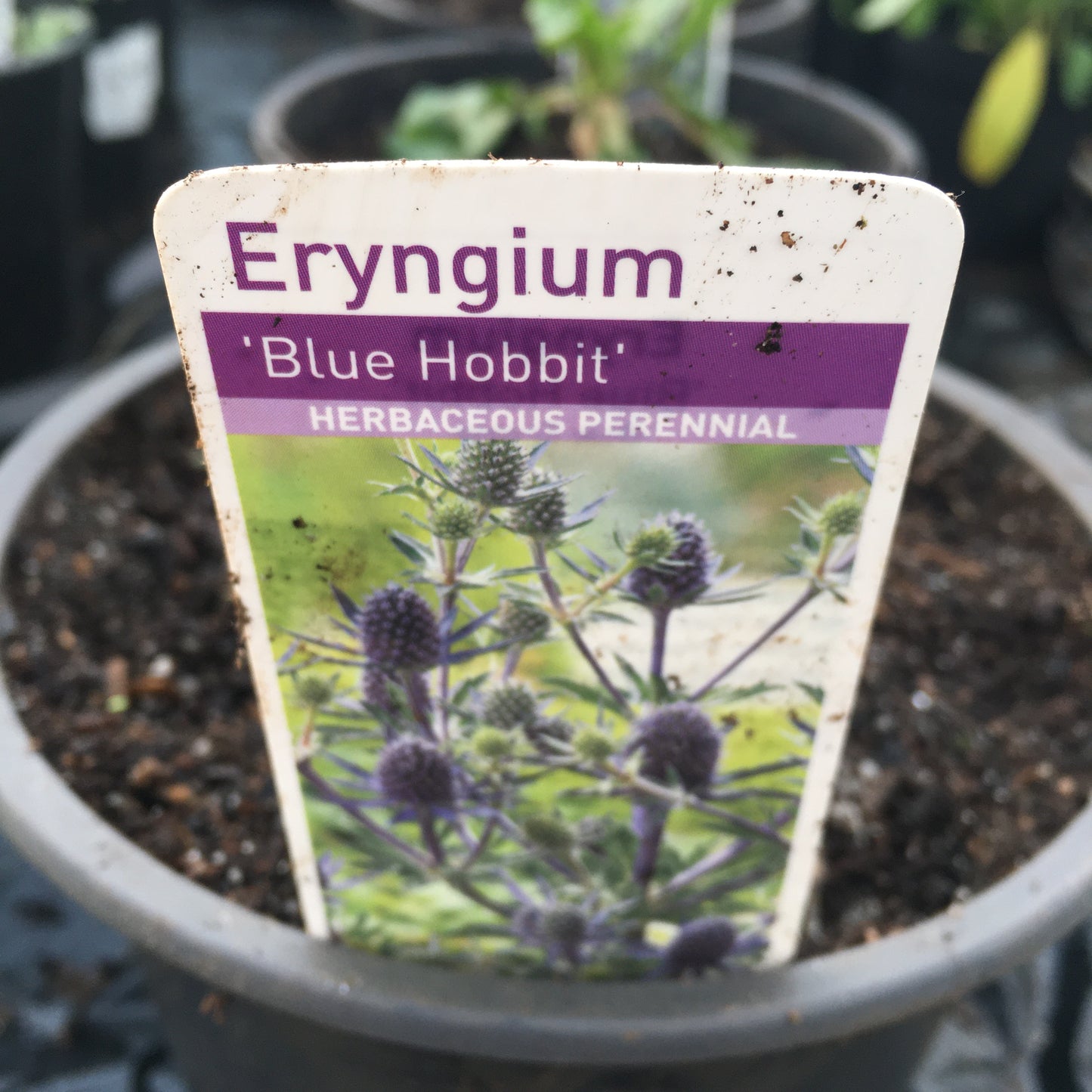 Eryngium ‘Blue Hobbit’