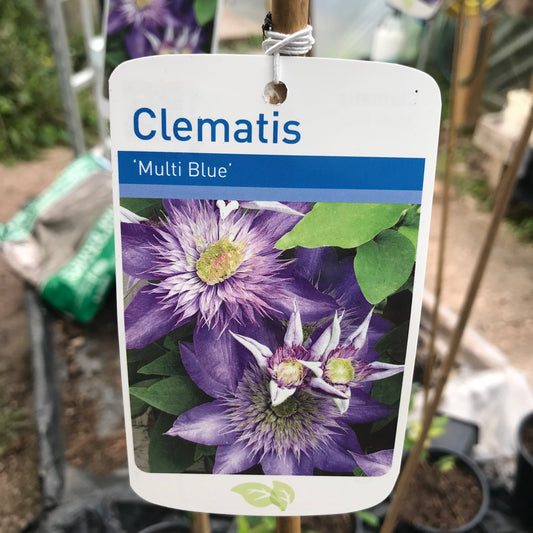 Clematis Multi Blue - group 2 climber