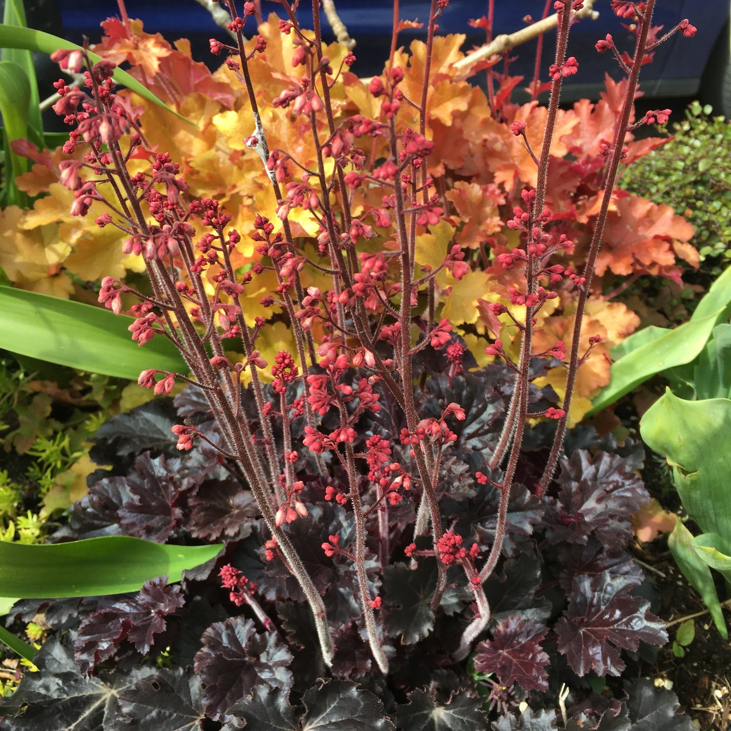 Heuchera & Heucherellas - mixed varieties