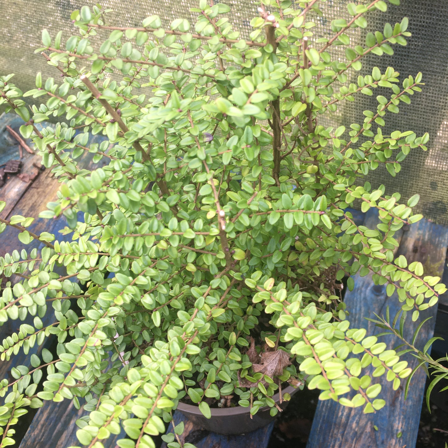 Lonicera nitida ‘Ernest Wilson’