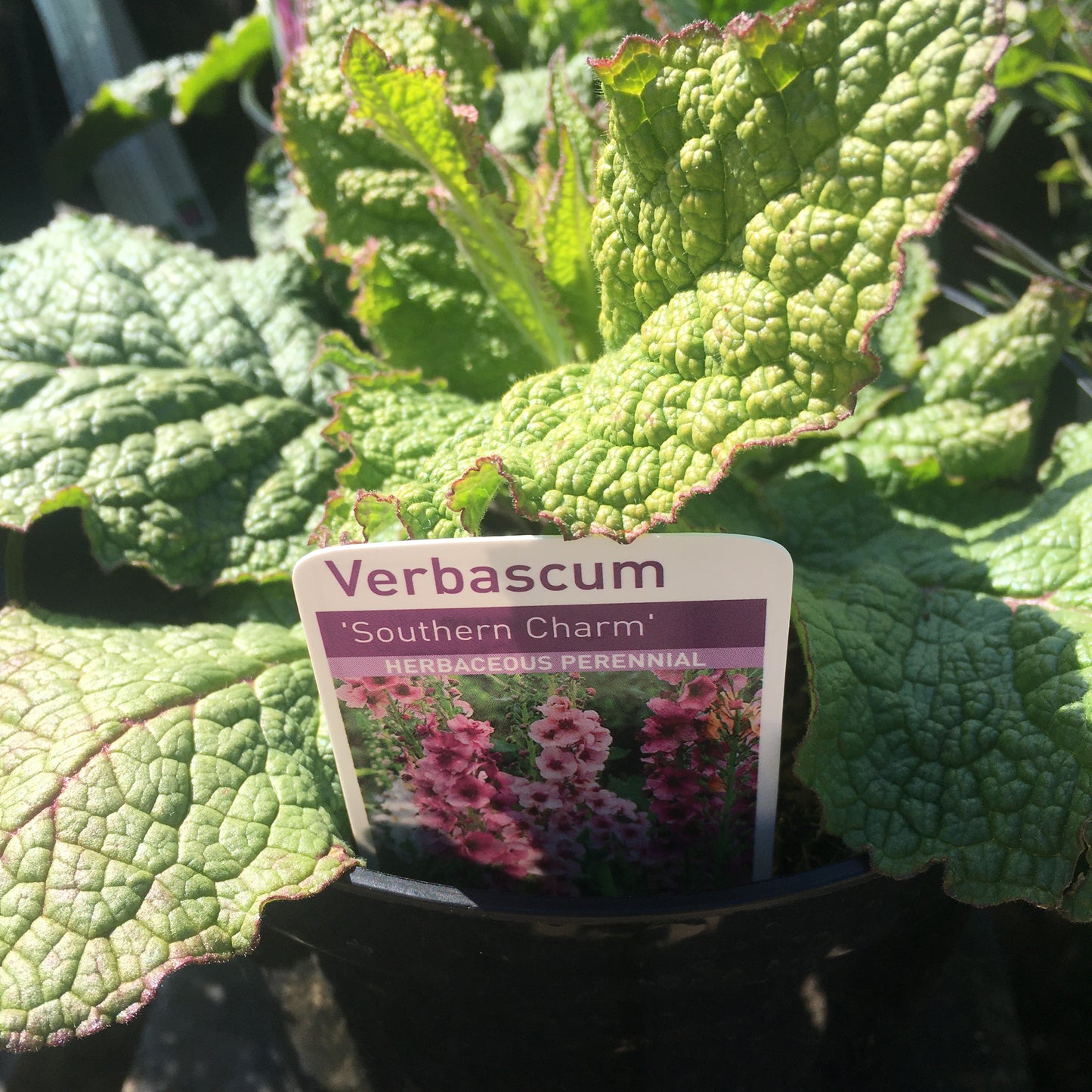 Verbascum 2L