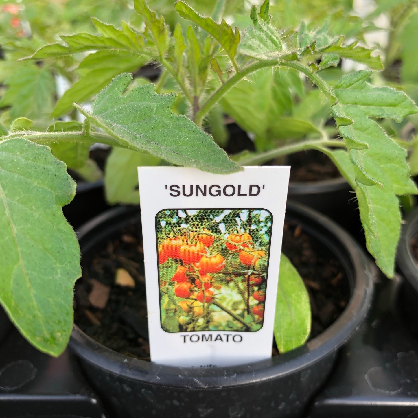 Tomato F1 Sungold 9cm pot