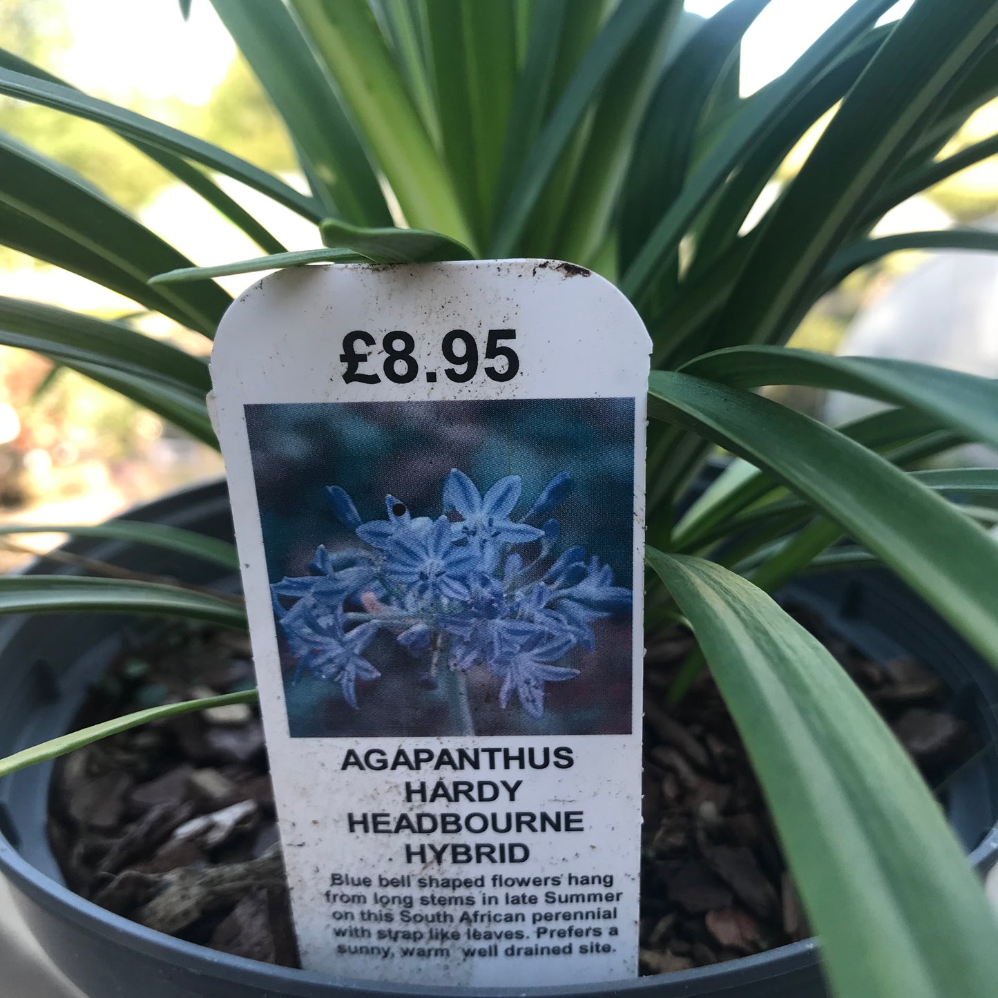 Agapanthus Hardy Headbourne Hybdrids