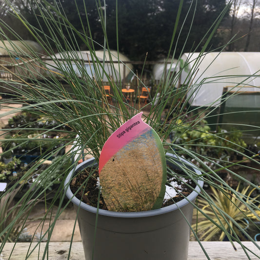 Stipa gigantea 2/3L