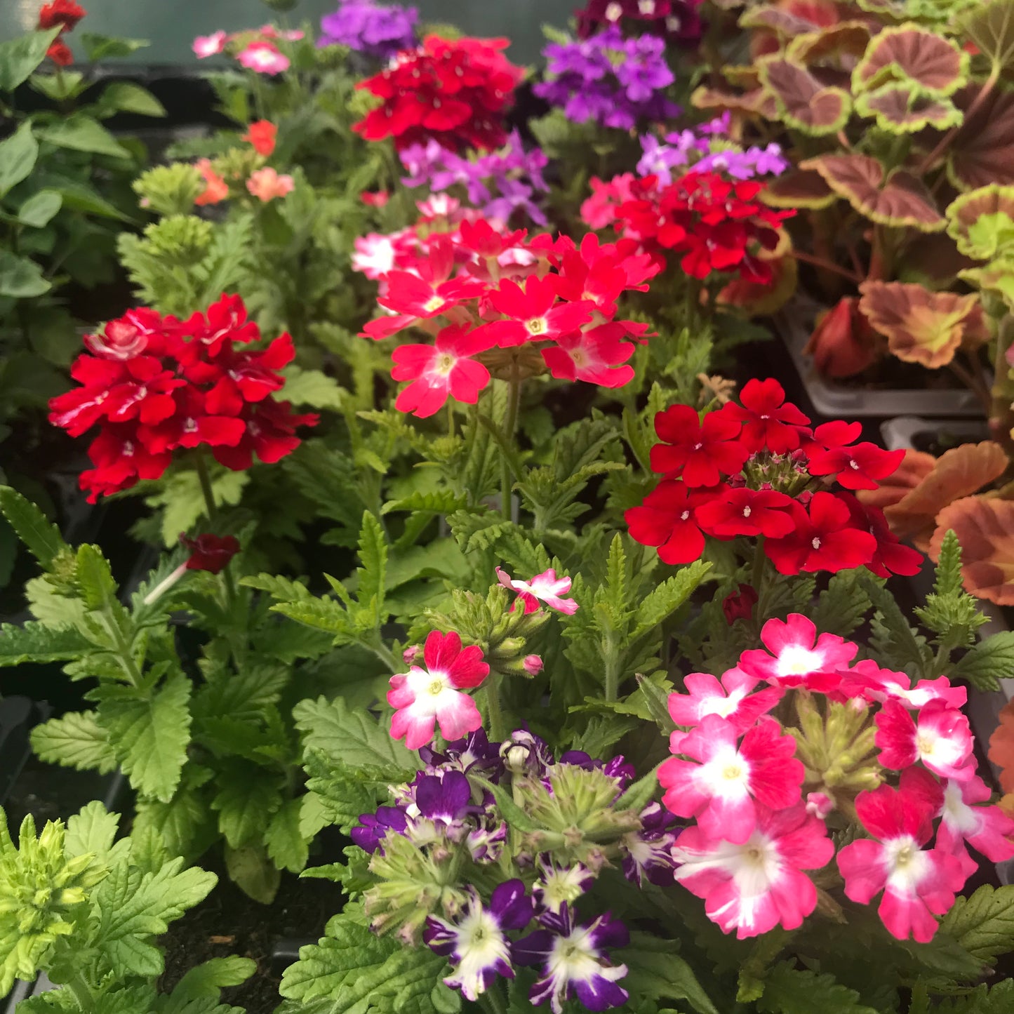 Verbena 6 pack