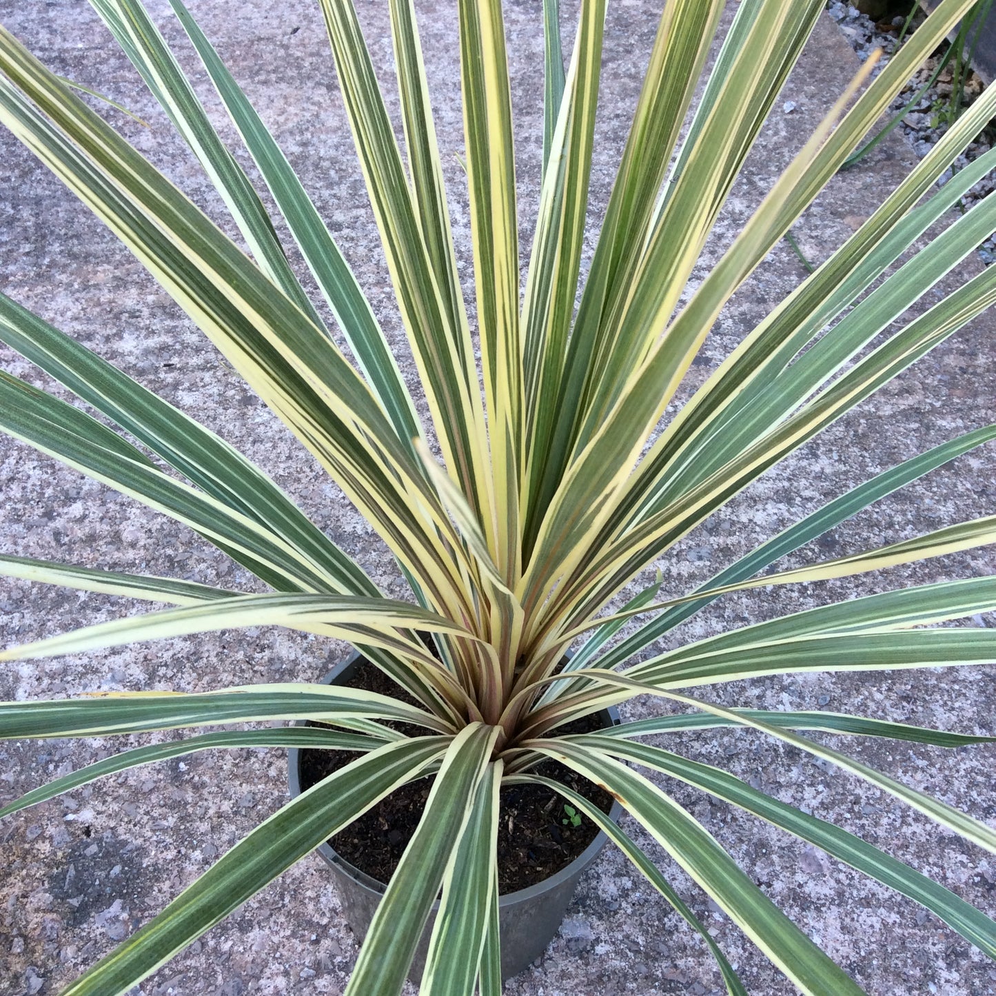 Cordyline australis ‘Torbay Dazzler’ 2/3L