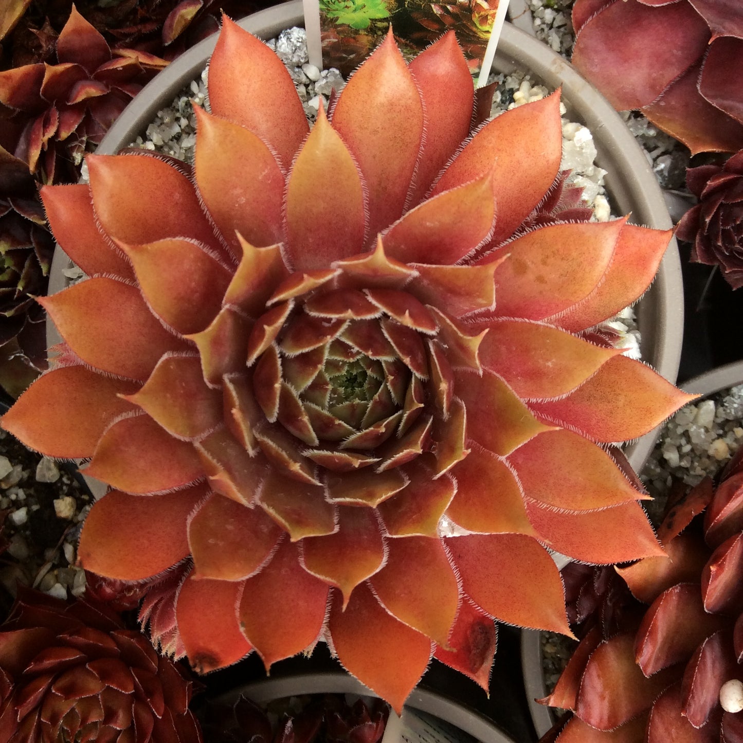 Sempervivum Succulent - Houseleeks