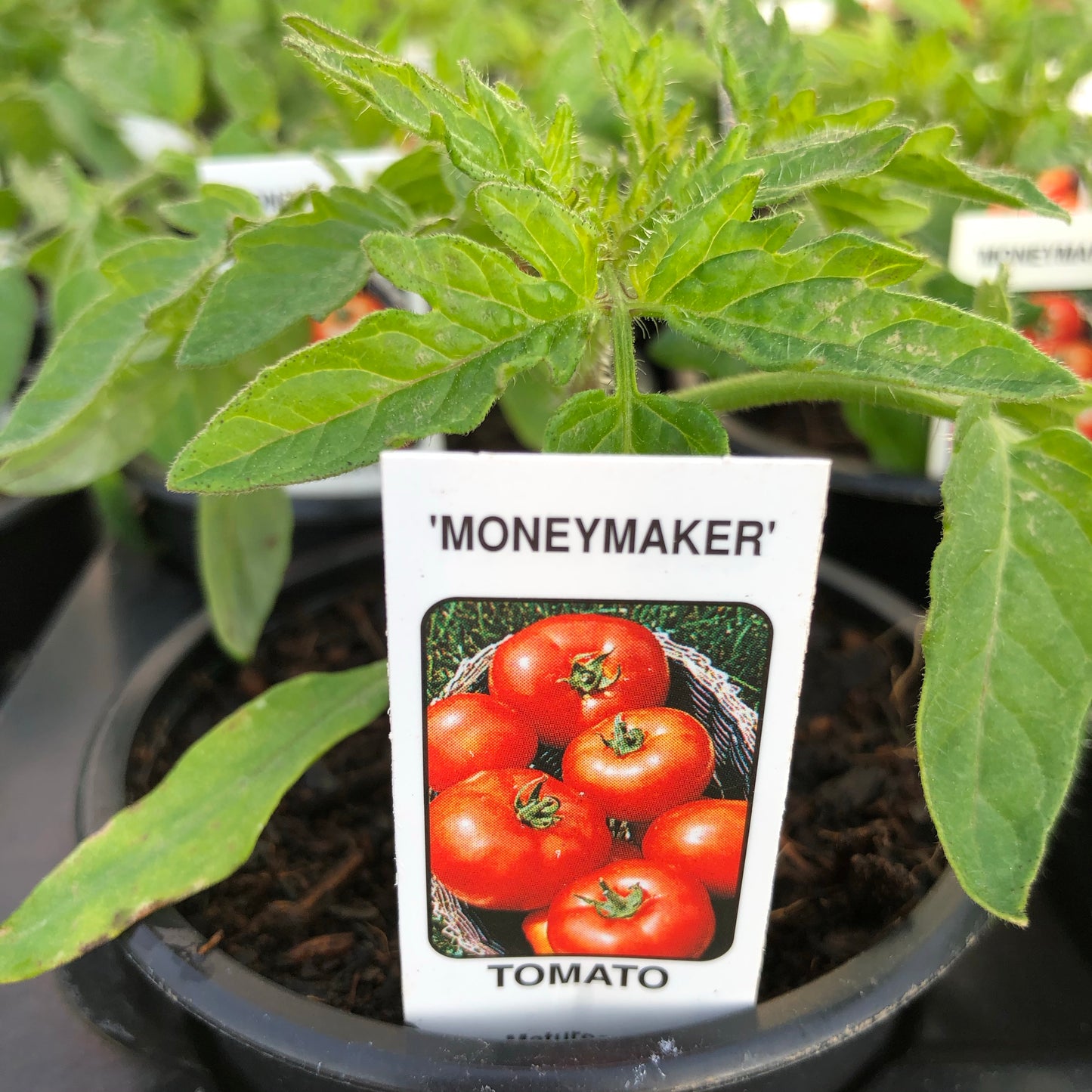 Tomato Moneymaker 9cm pot