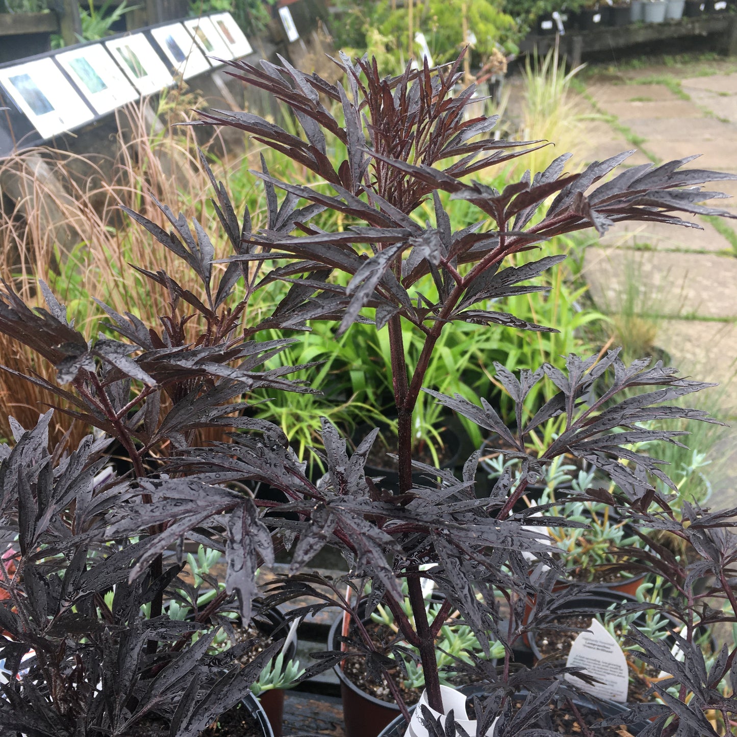 Sambucus Black Lace 3L