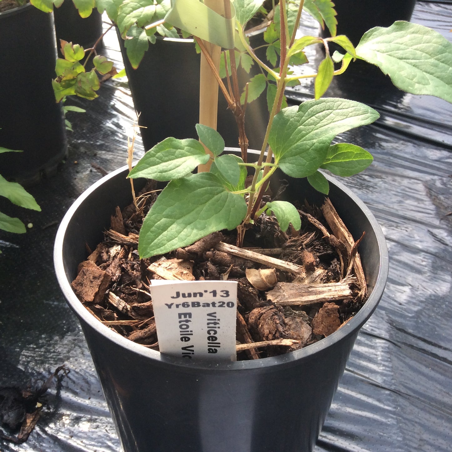 Clematis viticella Etoile violette Large 2L Climber Plant
