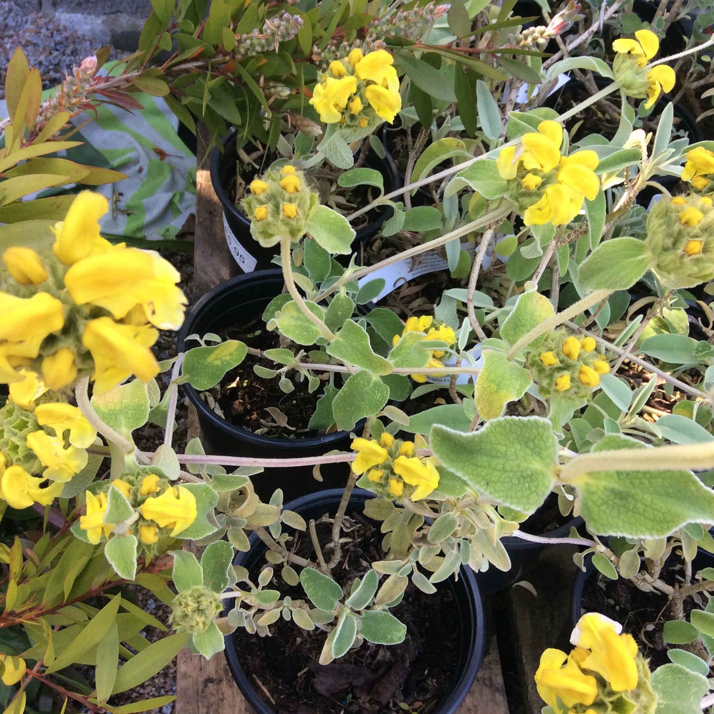 Phlomis fruticosa - Jerusalem Sage