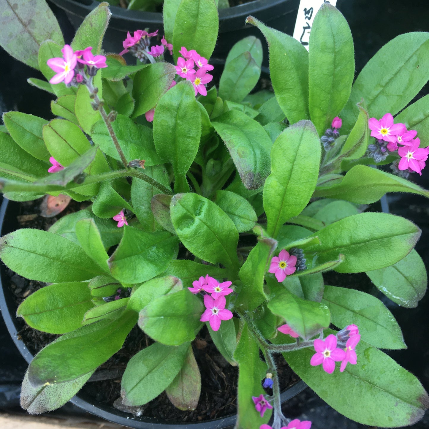 Forget me Nots - Myosotis sylvatica ‘Bluesylva’ / White / Pink