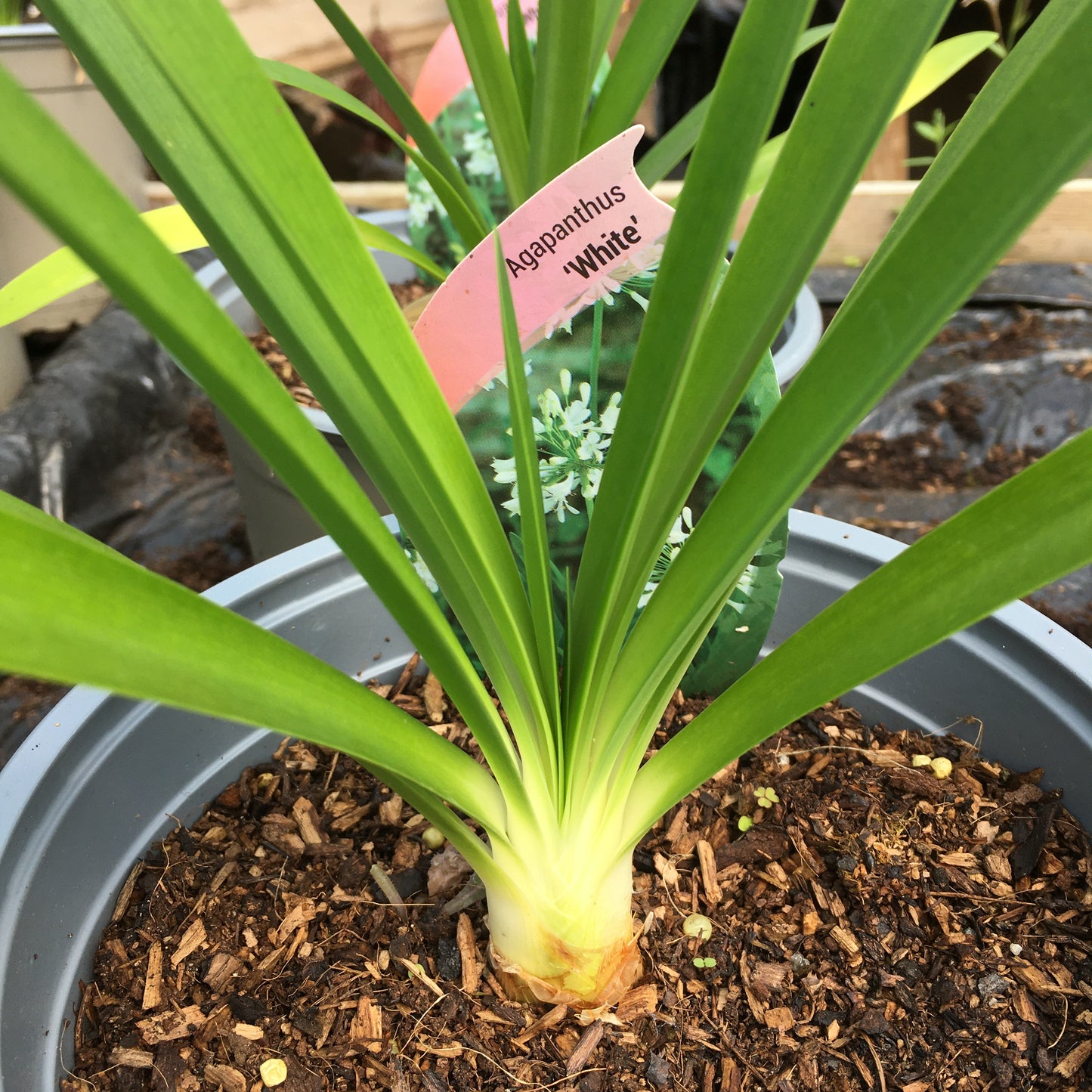 Agapanthus Africanus White 3L