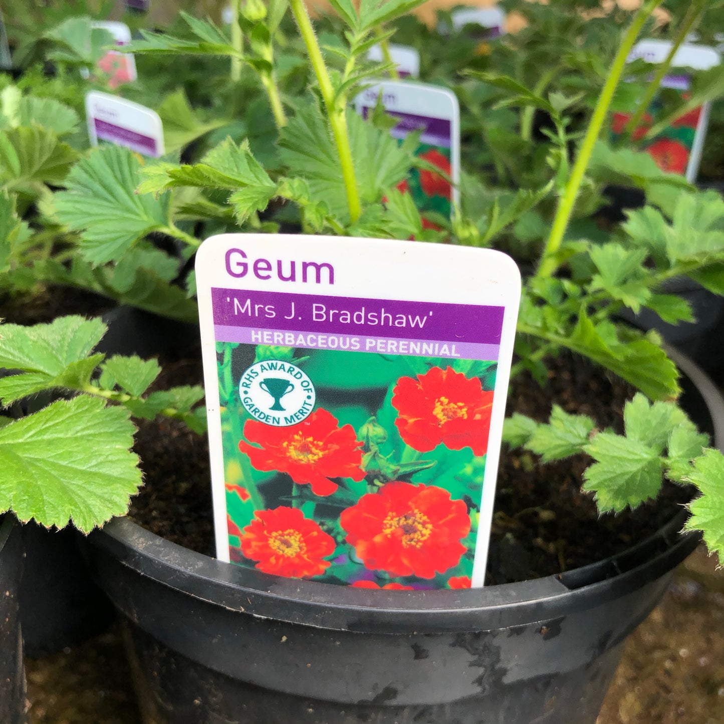 Geum - Mrs J Bradshaw