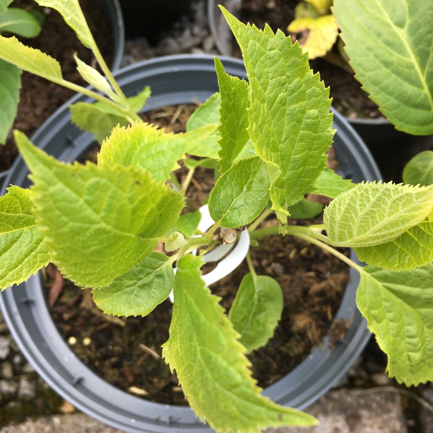 Hydrangea Annabelle 4/5L