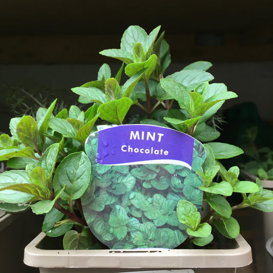Mint Peppermint Chocolate 1L
