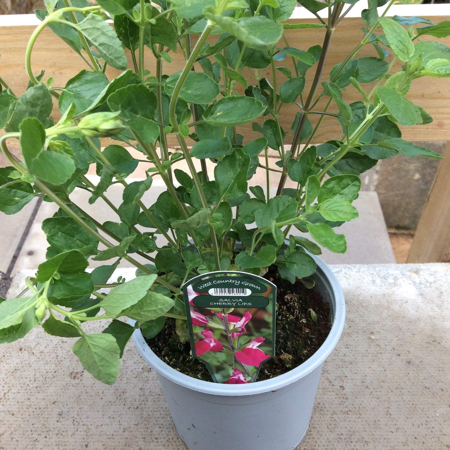 Salvia ’Cherry Lips’ 2L