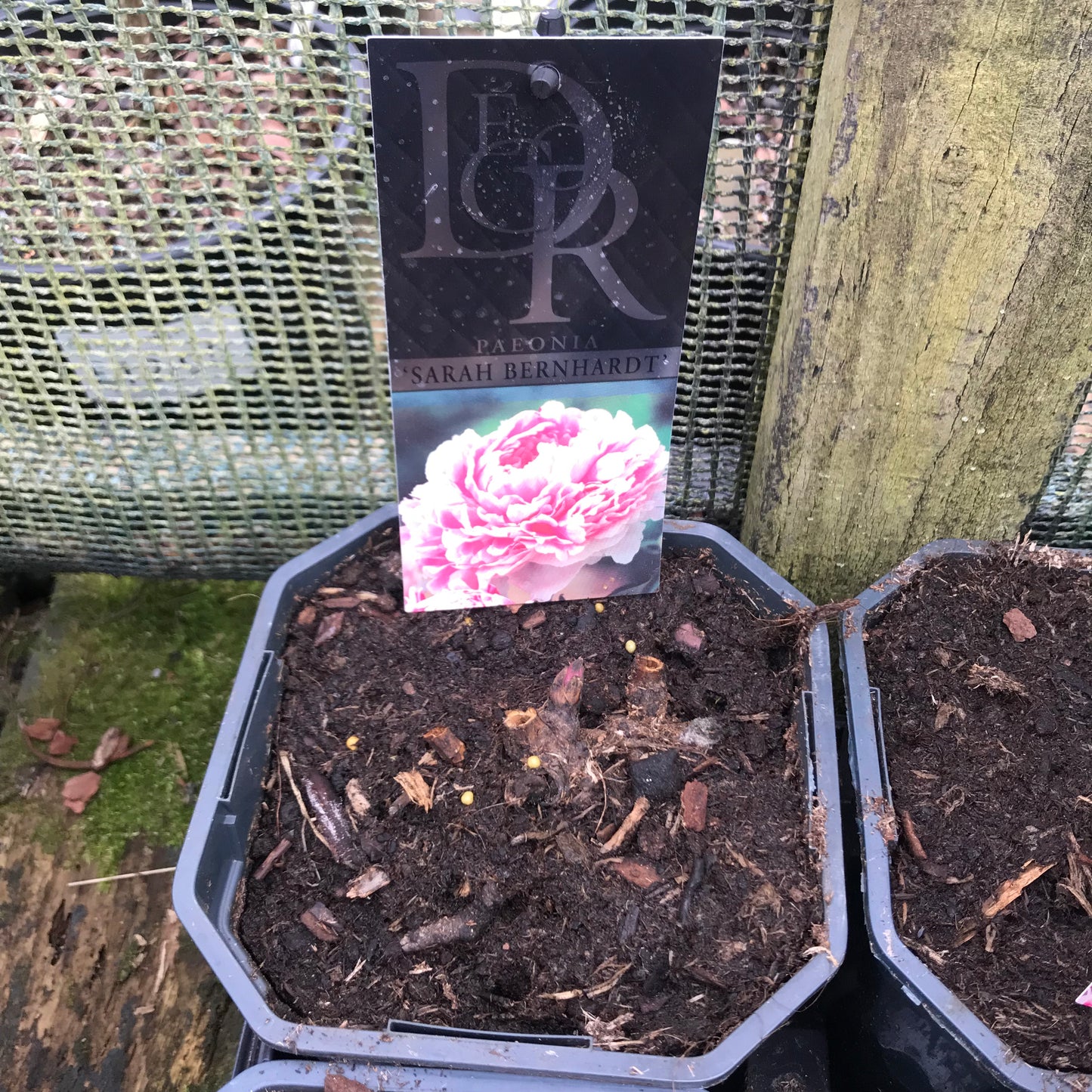 Peony 2L - Paeonia mixed