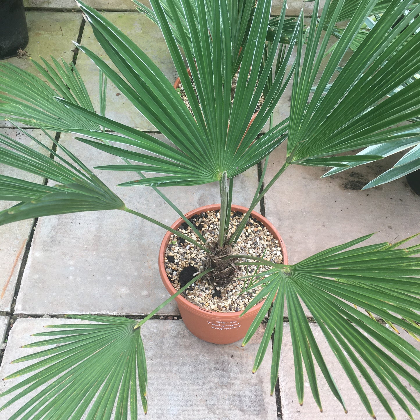 Trachycarpus wagnerianus - Chusan Palm