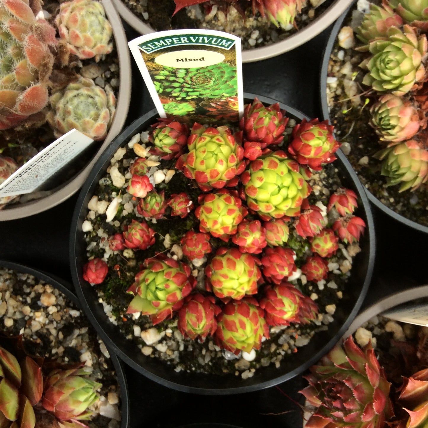Sempervivum Succulent - Houseleeks