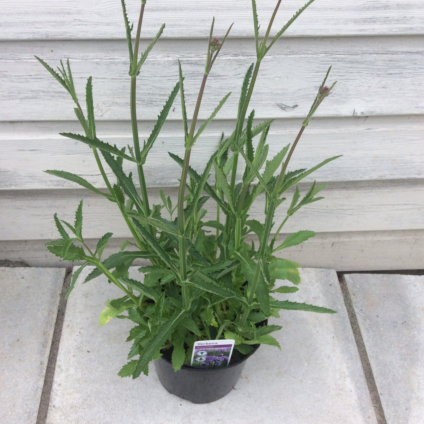 Verbena bonariensis