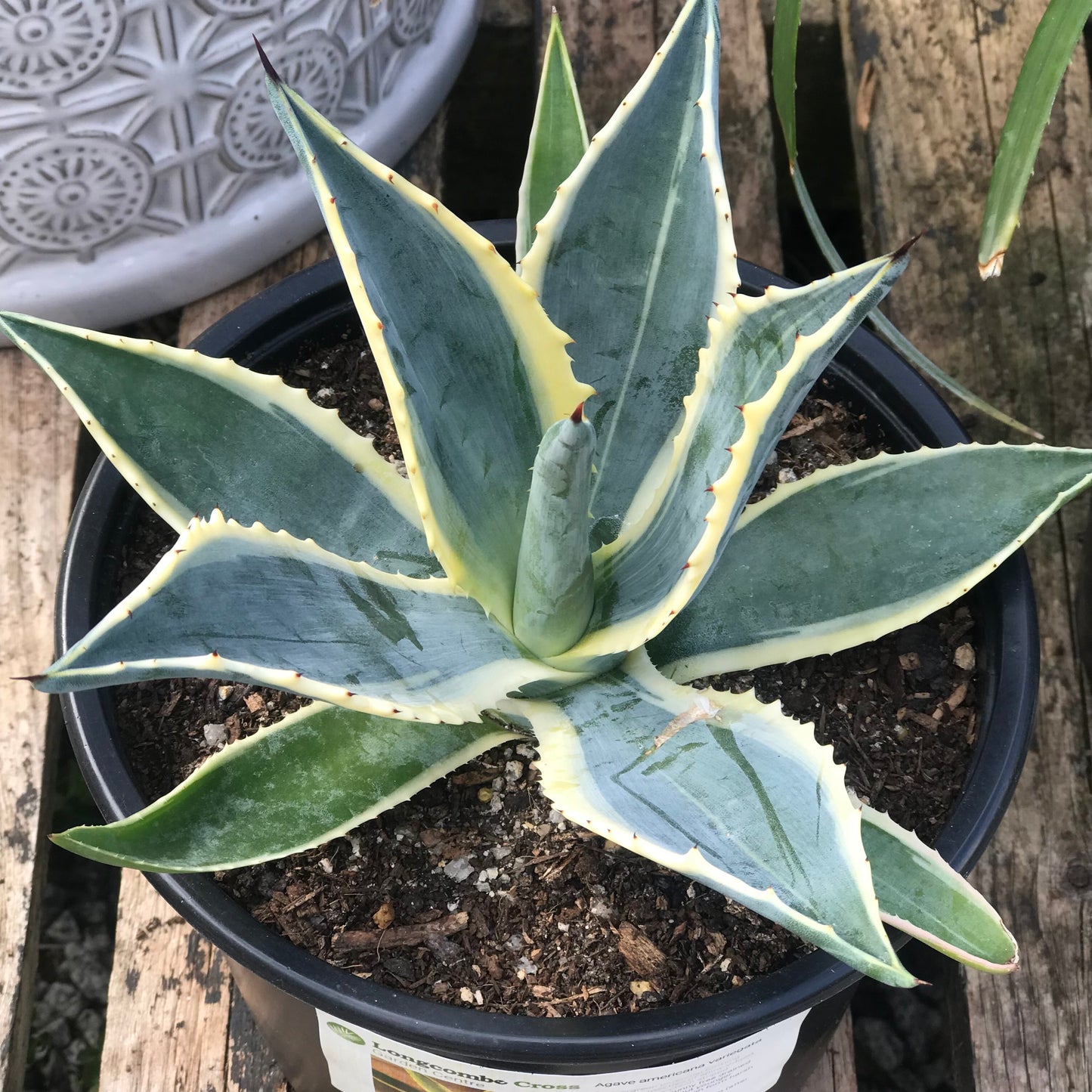 Agave americana variegata
