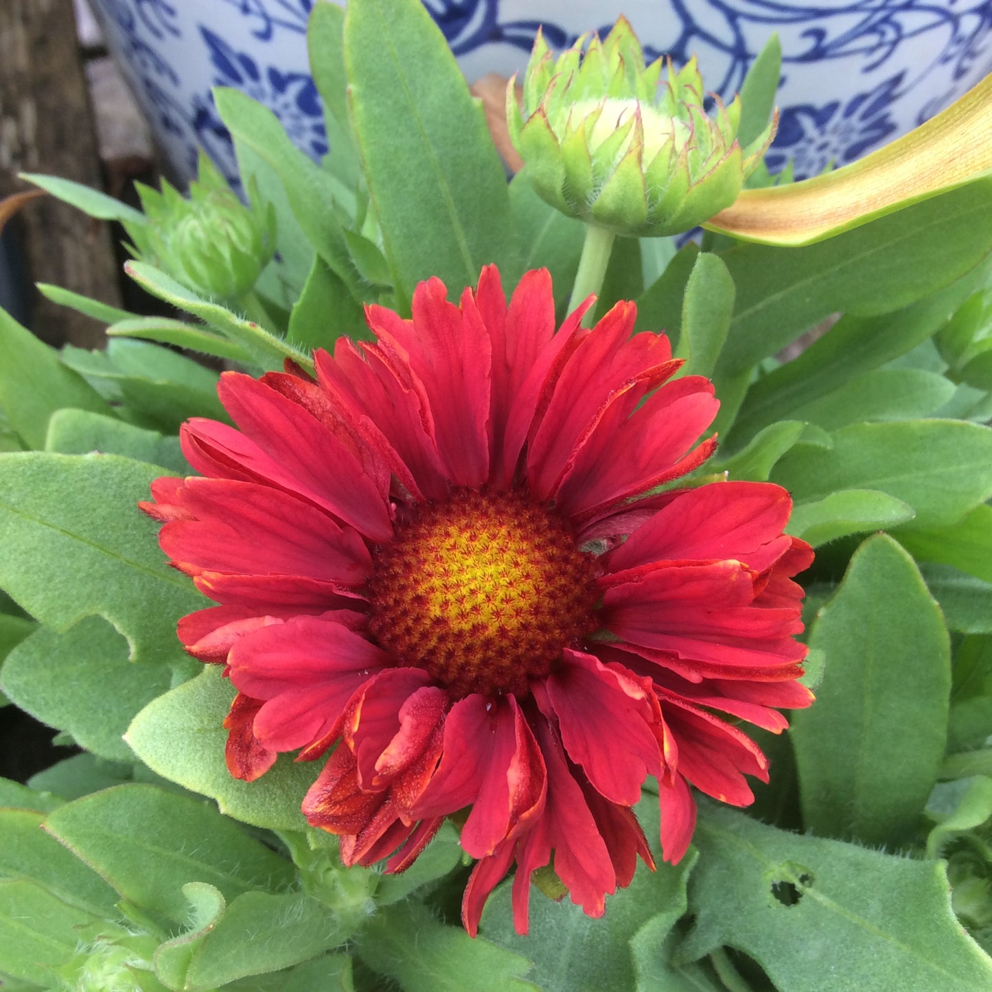 Gaillardia F1 Mesa 2L pot
