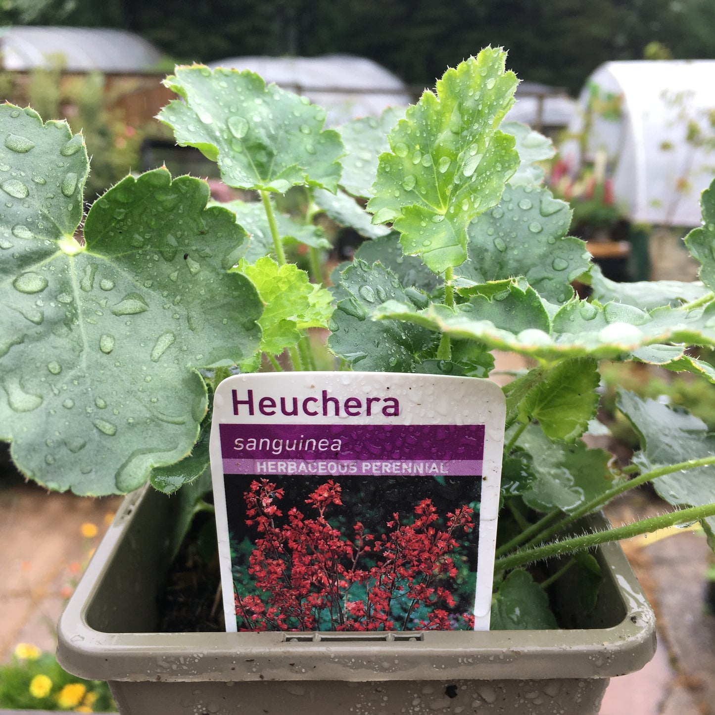 Heuchera & Heucherellas - mixed varieties