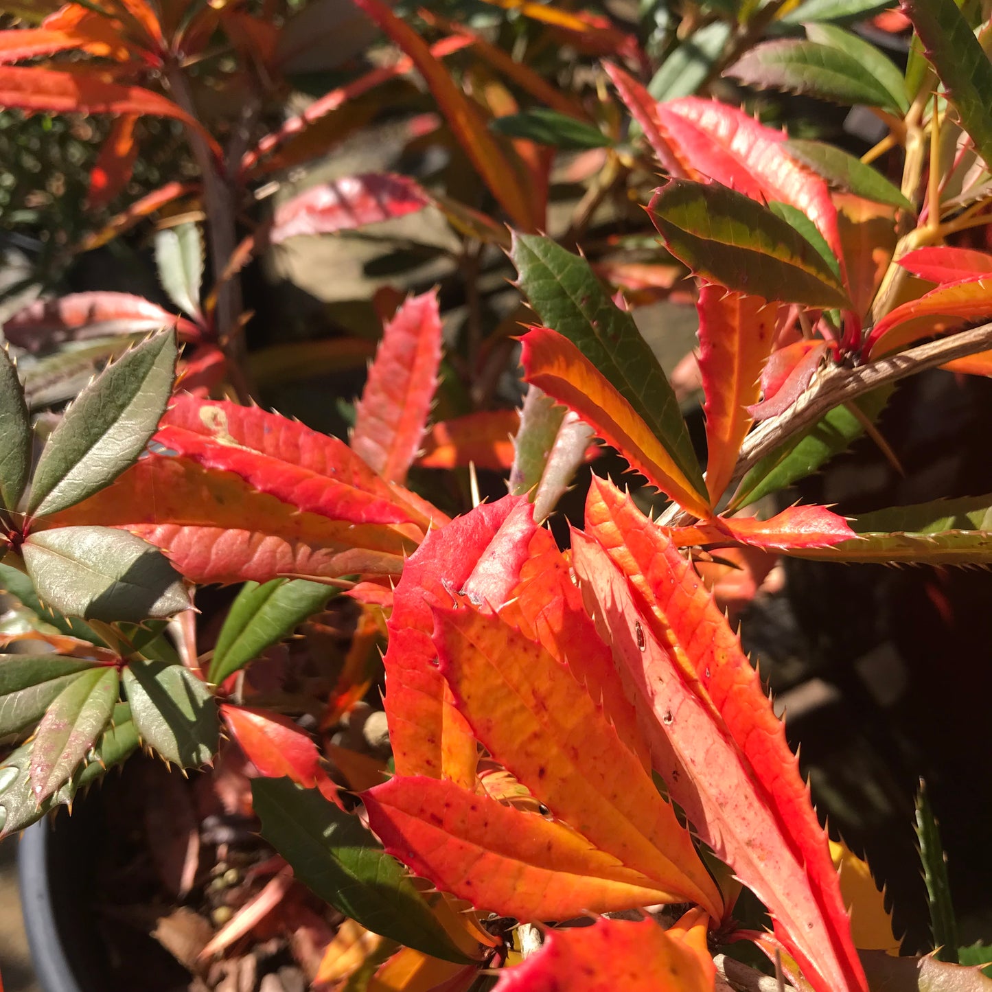 Berberis Julianne 3L