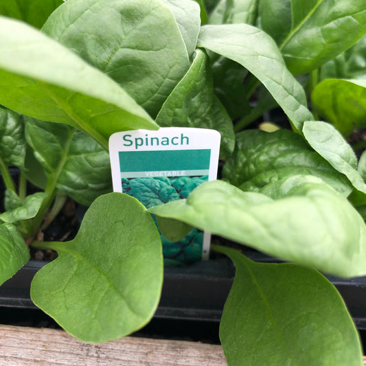 Spinach Trombone F1