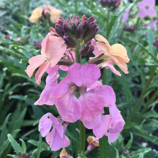 Wallflower 2L - erysimum  - Perennial wallflower