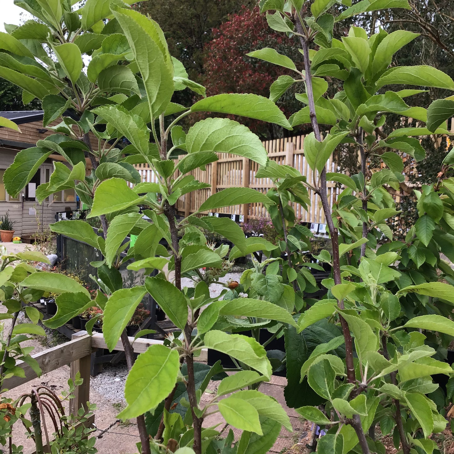 Apple 'Discovery' - Malus domestica 'Discovery'