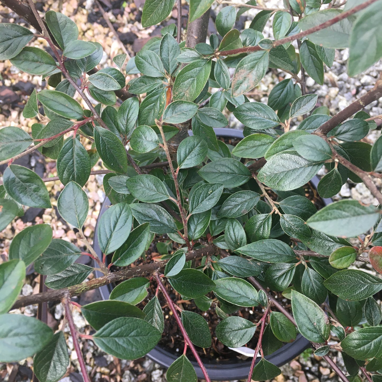 Cotoneaster 5L