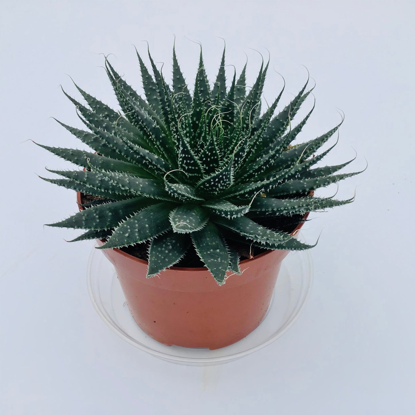 Aloe aristata