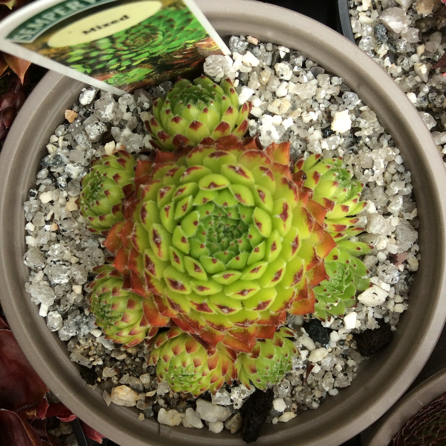 Sempervivum Succulent - Houseleeks