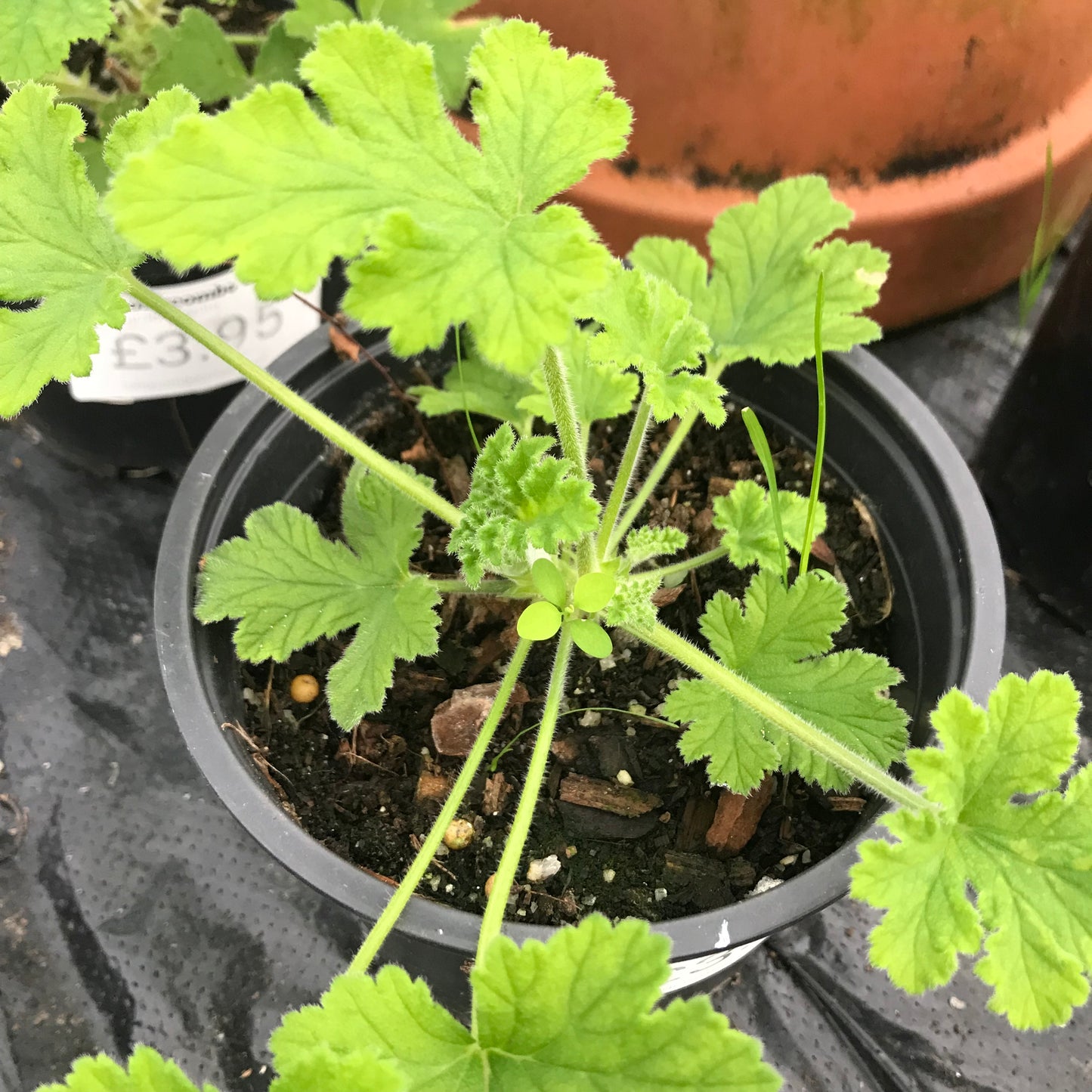Pelargonium - scented geraniums