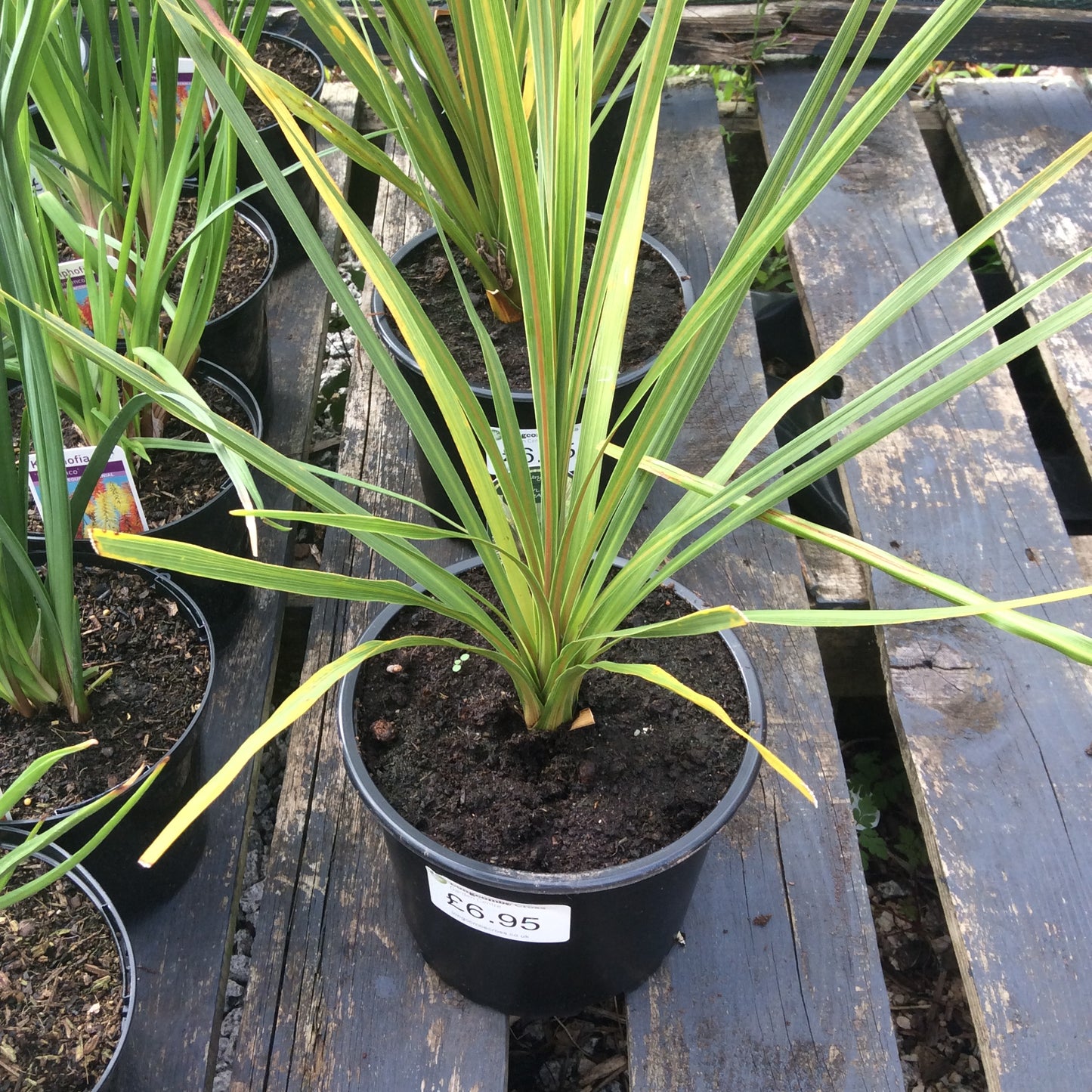 Cordyline australis
