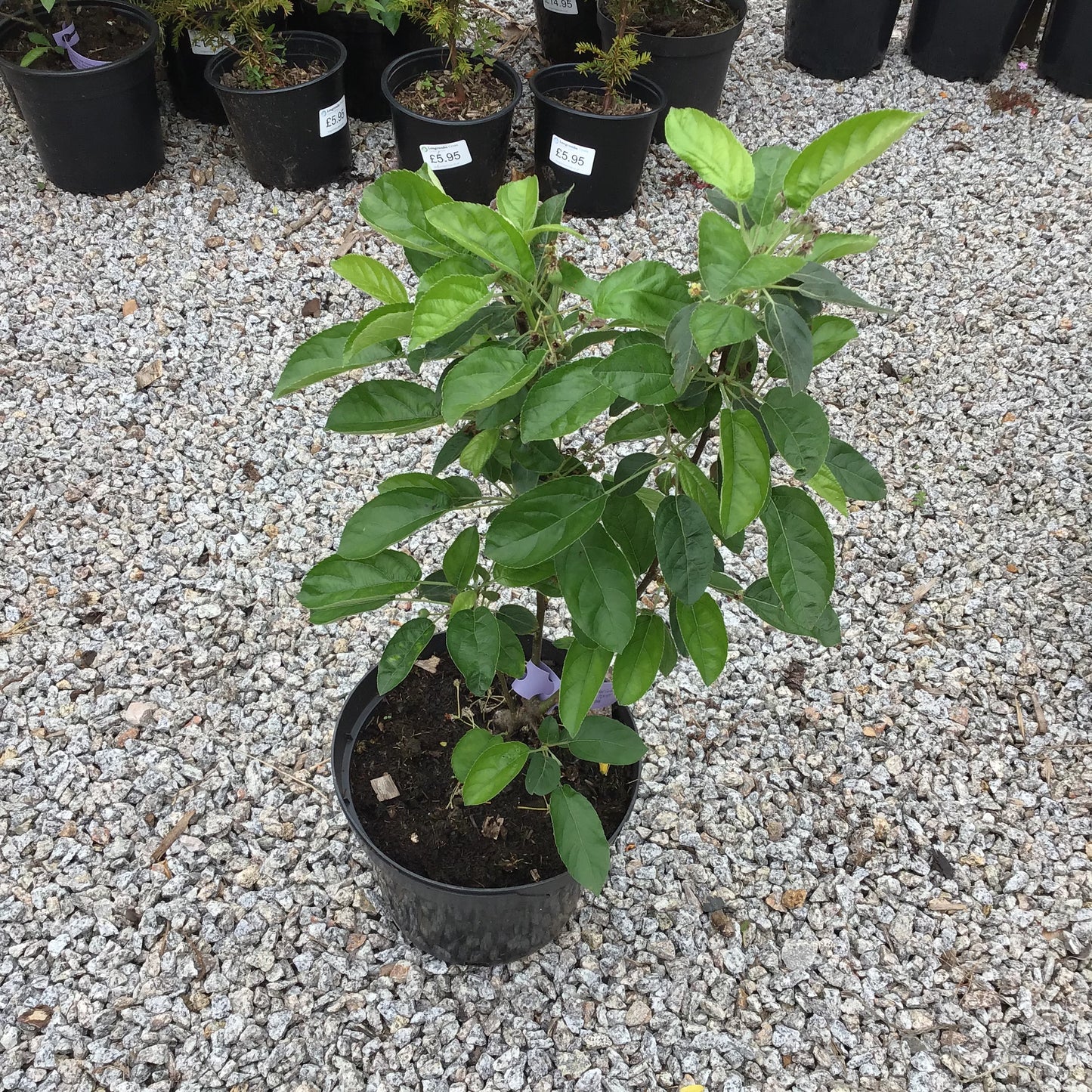 Malus Golden Hornet - Crab Apple 7L