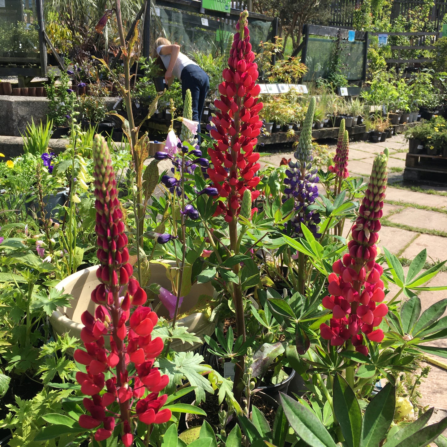 Lupin ‘Mixed shades’ 2L