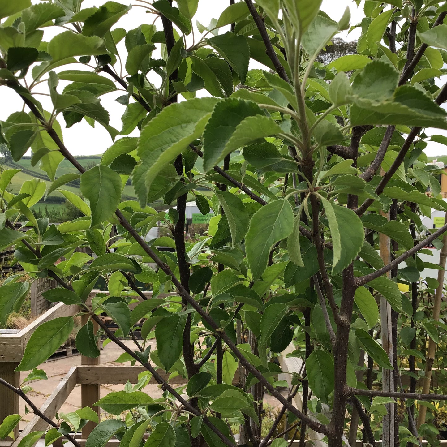 Apple Blenheim Orange