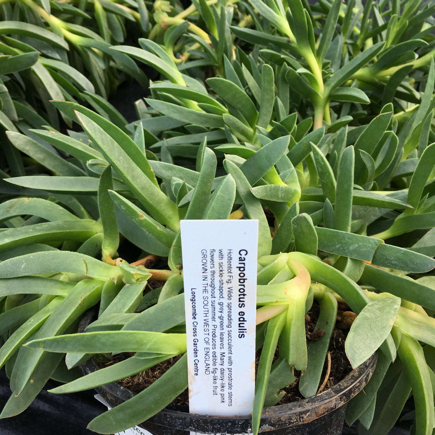 Cape Hottentot fig - Carpobrutus edulis all sizes