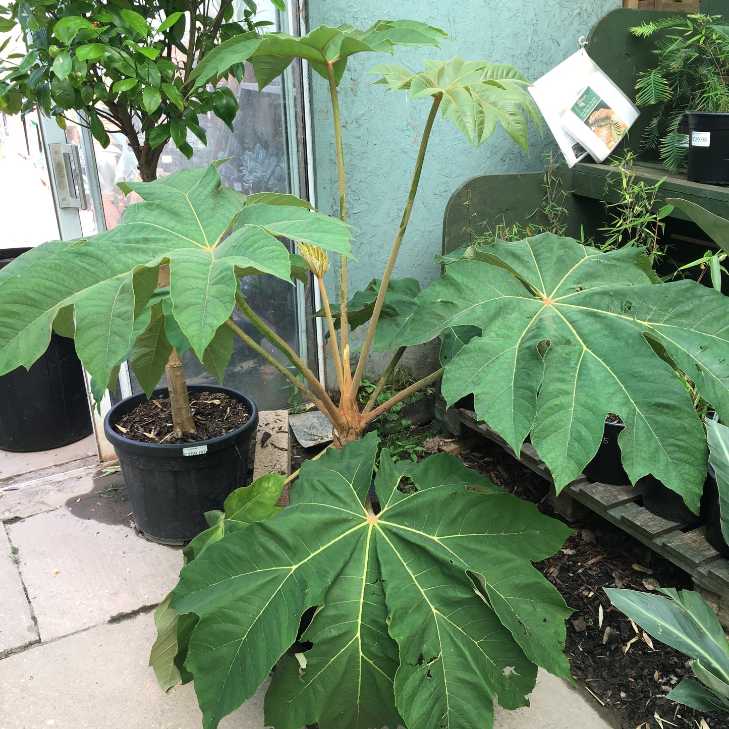 Tetrapanax papyrifer 'Rex' 5/7L